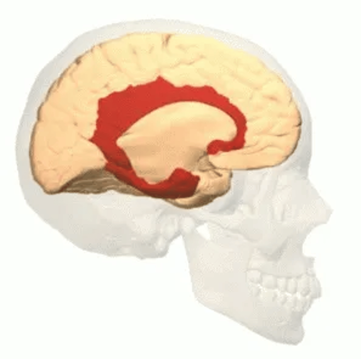 <p>płat limbiczny</p>