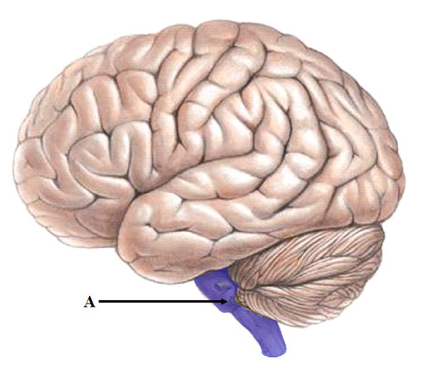 <p>The medulla oblongata, midbrain, and pons make up this structure</p>