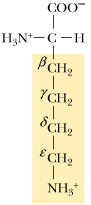 <p>What is the 1 letter abbreviation Lysine</p>