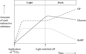 <p>how does lack of light cause the amount of radioactively labelled GP to increase? what caused the amount of radioactively labelled glucose to decrease after the light was switched off?</p>