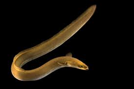 <p><span><span>Found along the Atlantic coast including the tributaries of the </span></span>Chesapeake Bay<span><span>, the </span></span>Delaware River<span><span>, and the </span></span>Hudson River<span><span>, and as far north as the </span></span>Saint Lawrence River<span><span>.</span></span></p>