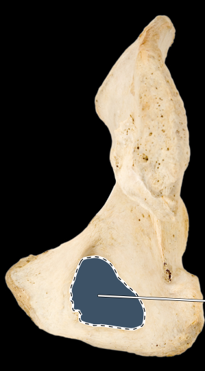 <p>Hip bone, posteromedial view, right side</p>