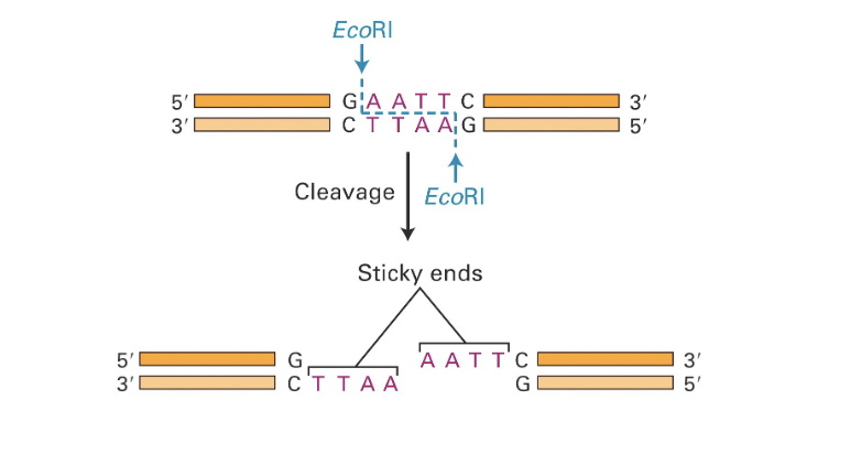 <p>Cut both DNA strands creating sticky or blunt ends </p>