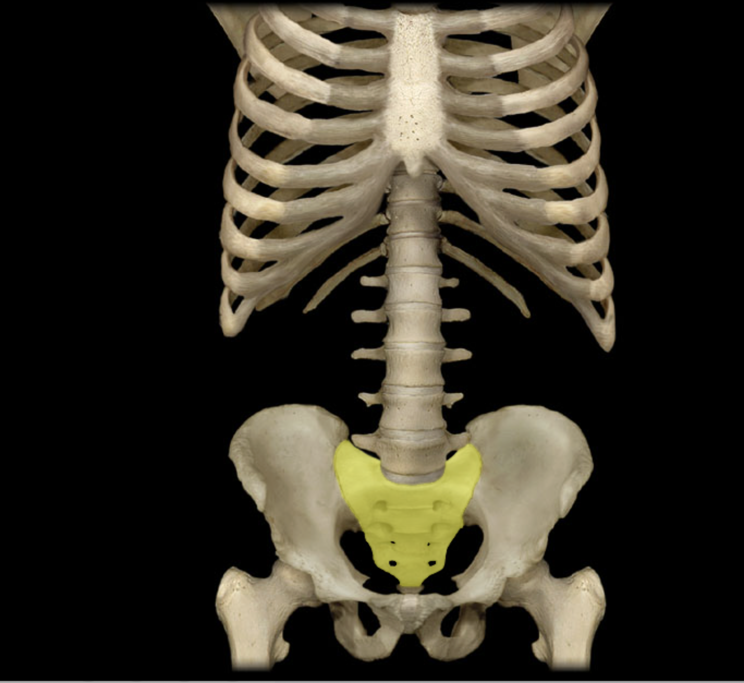 <p>Sacrum</p>