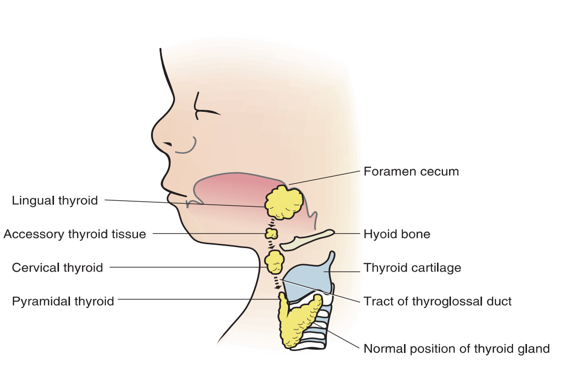 <p><strong>Thyroid Gland <u>Development</u></strong></p>
