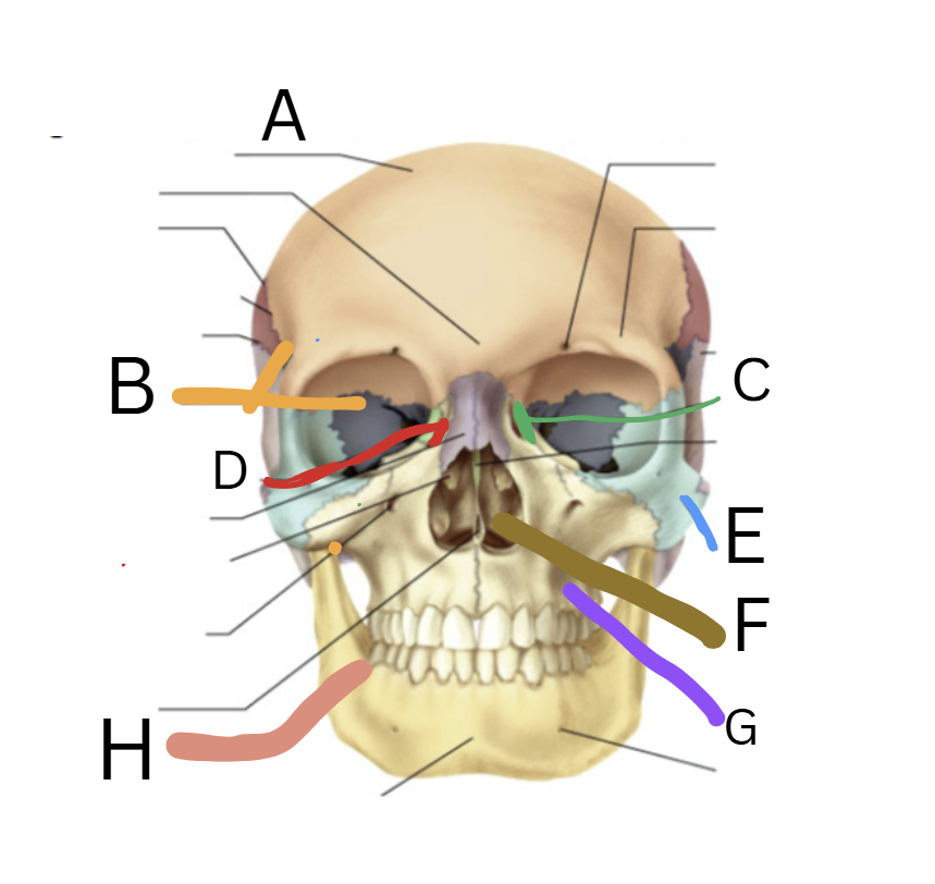 Know the human body skeletal location Flashcards Knowt