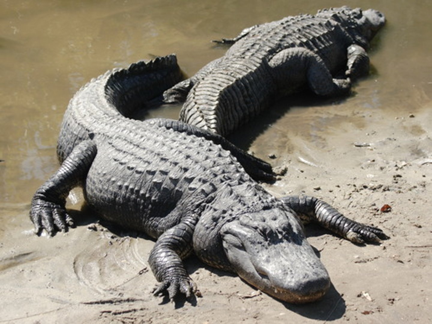 <p>Crocodiles and alligators</p><p>- Only remaining archosaurs</p><p>- 150 recognized species</p><p>- Armored, thick plated skin</p><p>- Largest living reptile</p><p>- Elongated head, string tooth jaws, short and strong limbs</p><p>- Nests on land (amniotic egg)</p><p>- Temperature-dependent sex characteristics</p>