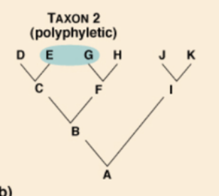 <p><strong>3 TYPES OF CLADES:</strong></p><p>includes <strong>unrelated organisms descended from<u> more than one </u>ancestor</strong></p>
