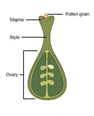 <ul><li><p>pollen grain adheres to stigma</p></li><li><p>contains 2 cells → generative nucleus and tube nucleus</p></li></ul>