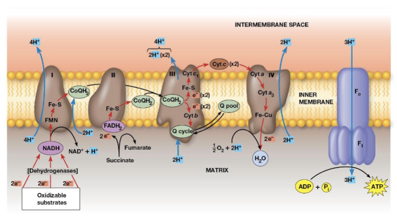 <p>electrons transfer from cytochrome c to an Fe atom in the heme A cofactor of cytochrome a then to cytochrome a3, there are 2 copper atoms which receive one electron, 4 electrons are needed to reduce O2 to H2O, 2 protons are pumped across the membrane for each electron pair</p>