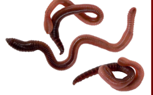 <p>Identify:</p><ol><li><p>what it is</p></li><li><p>Group + Phylum</p></li><li><p>Characteristics of all class members</p></li><li><p>Description of this worm</p></li></ol>