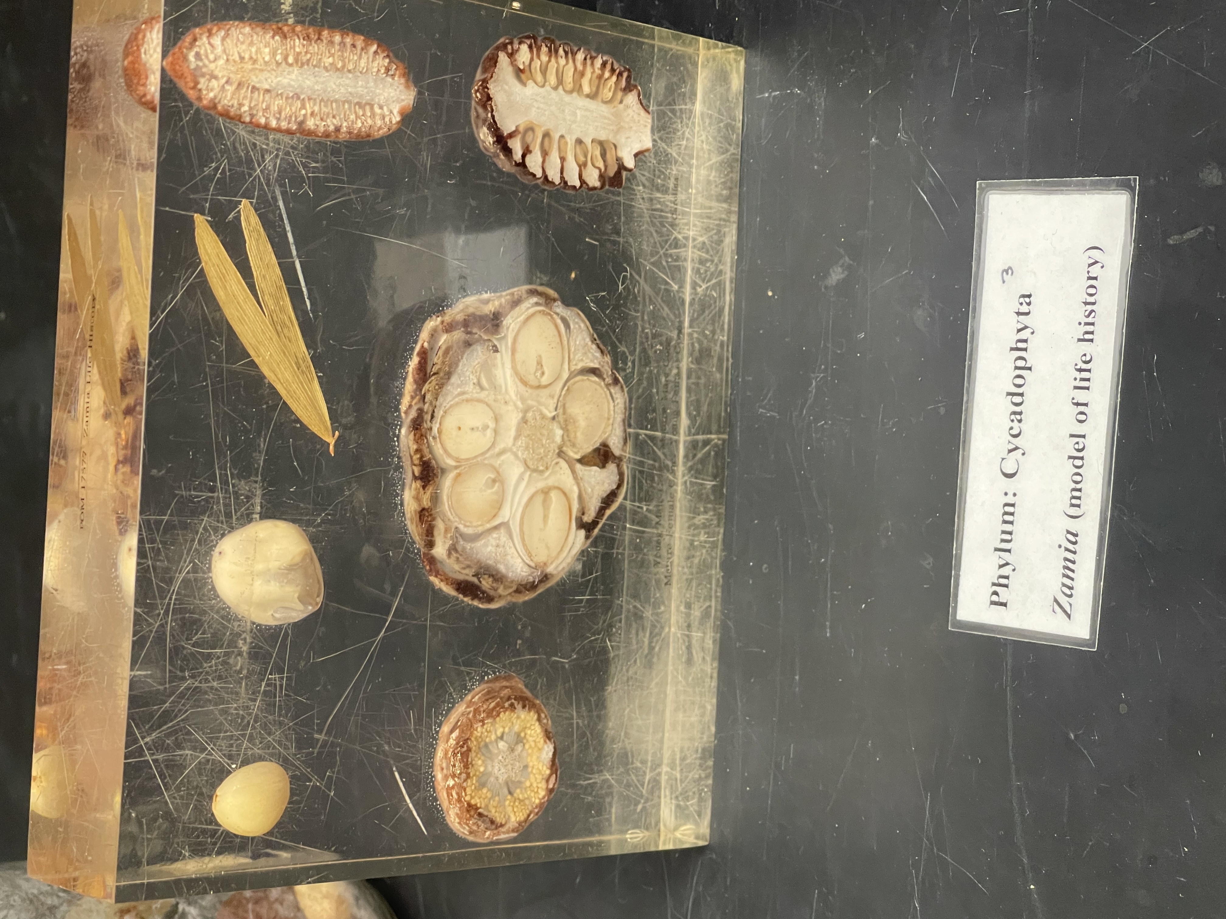 Name the phylum 