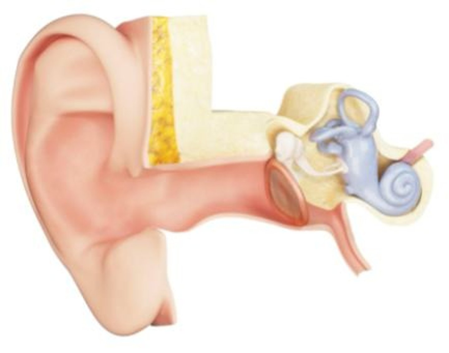 <p>Instrument used to examine the ear.</p>