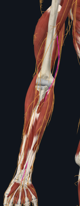 <p>What nerve is this</p>