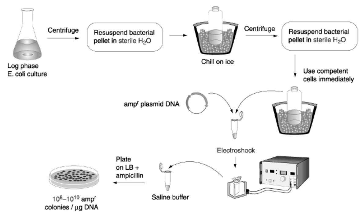 <ol><li><p>Centrifuge E. coli culture and resuspend bacterial pellet in sterile water.</p></li><li><p>Chill on ice.</p></li><li><p>Centrifuge and resuspend pellet in sterile water. This results in competent cells.</p></li><li><p>Mix competent cells and plasmids.</p></li><li><p>Electroporation.</p></li><li><p>Add transformed cell to saline buffer.</p></li><li><p>Plate the transformed cell on selective media to only get the cells that have taken up the plasmids (for example, if the inserted plasmid gives antibiotic resistance, hen the transformed cells are plated with the corresponding antibiotic</p></li></ol><p></p>