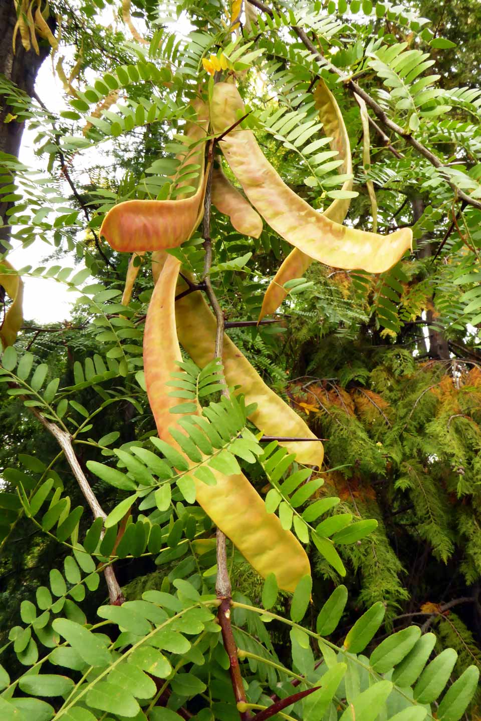 <p>Honey Locust</p>