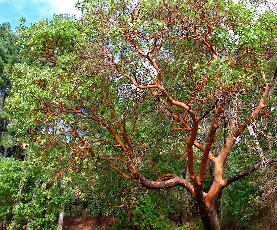 <p>Madrone</p>