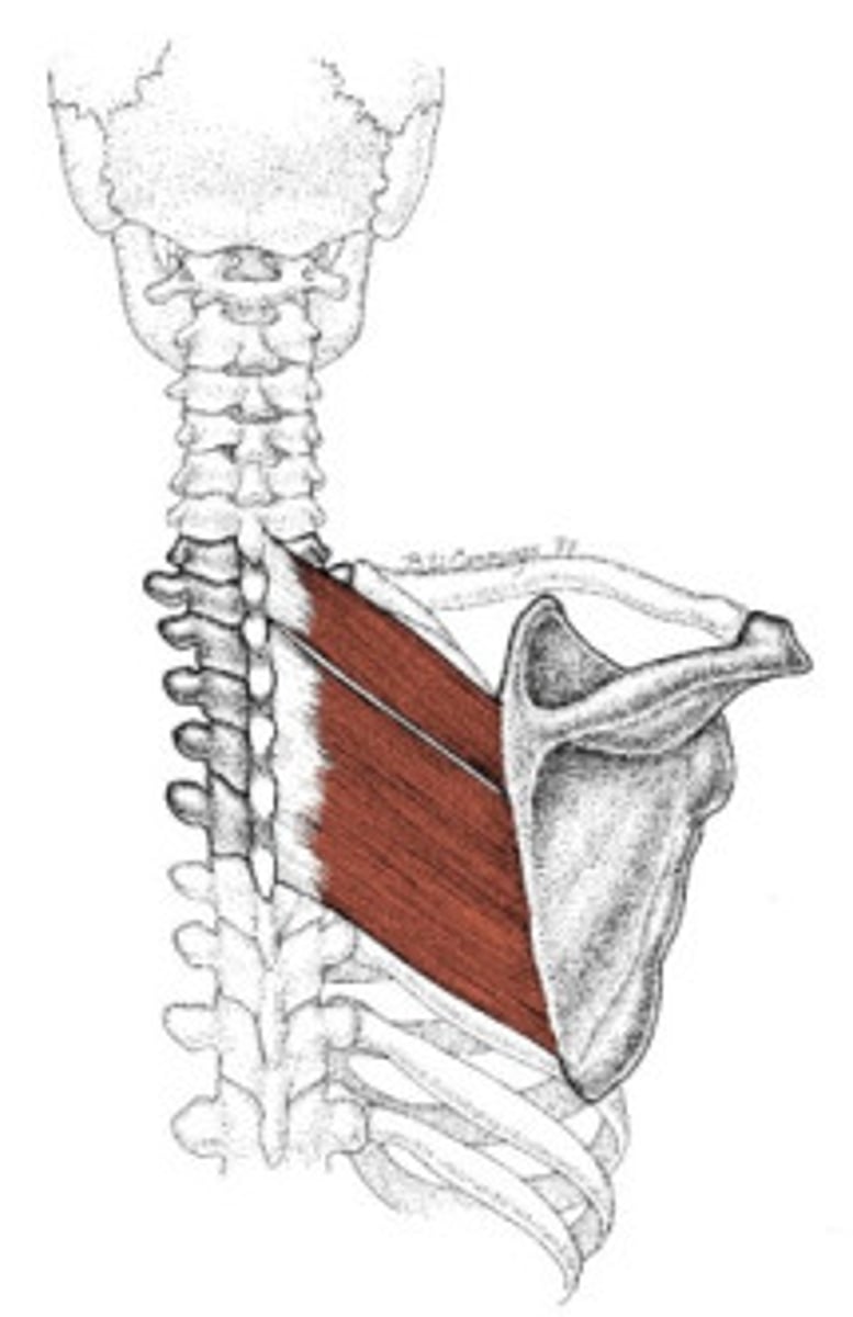 <p>two rectangular muscles lying deep to trapezius</p><p>o: spinous processes of C7 and T1 (minor) and spinous processes of T2-T5 (major)</p><p>i: medial border of scapula</p><p>a: stabilizes scapula</p>
