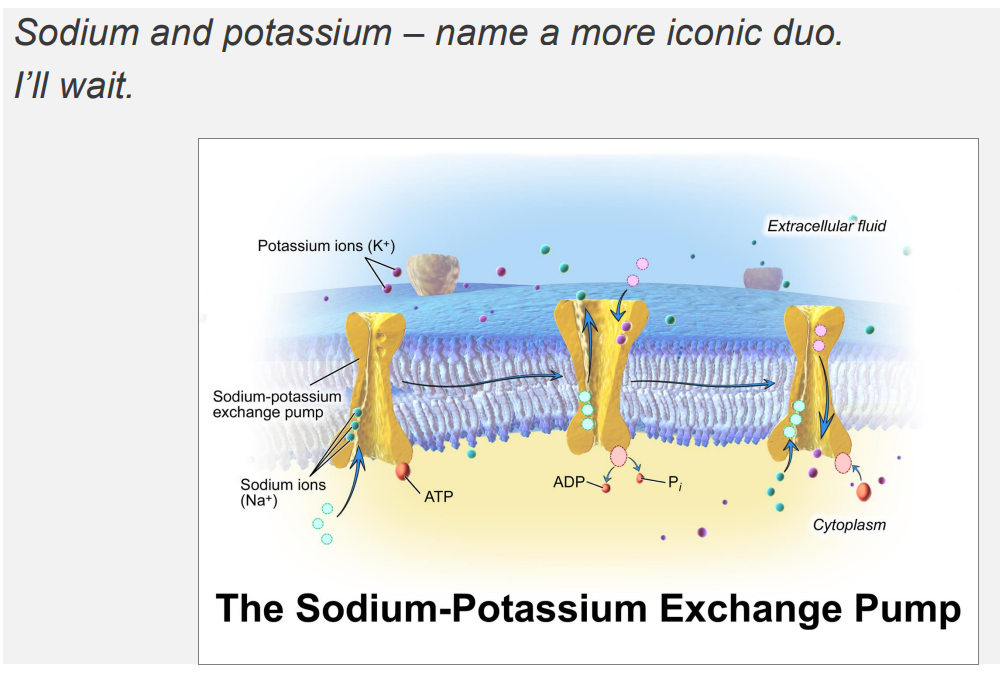<p>Sodium Potassium Pump DIAGRAM</p>