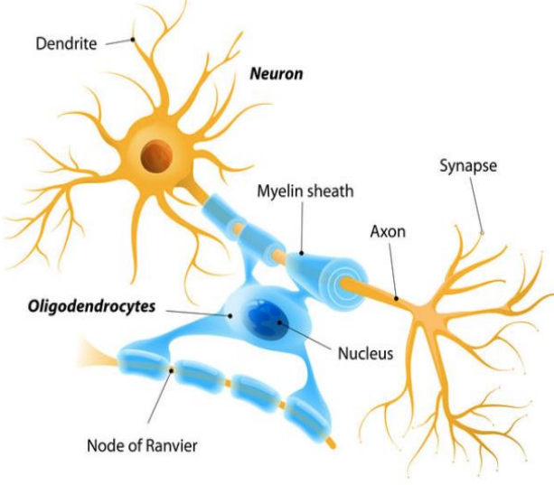 <ul><li><p>provide the myelin to neurons in the CNS</p></li><li><p>wrap tightly around axons to from the myelin sheath</p></li><li><p>speed up the signal/nerve impulse (AP) that travels down the axon</p></li></ul><p></p>