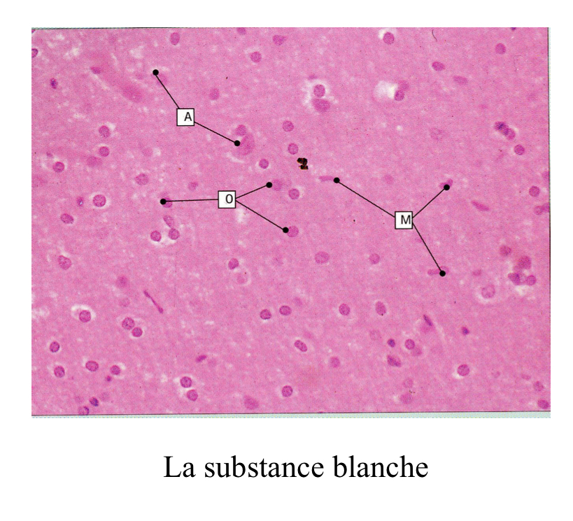 <p>substance blanche: voit mal les neurones mais on voit bcp de oligodendrocytes, quelques astrocytes et microgliocytes.</p>