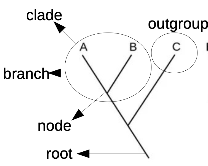 A diagram showing a hypothetical relationship between groups of organisms (Branch length is not important)