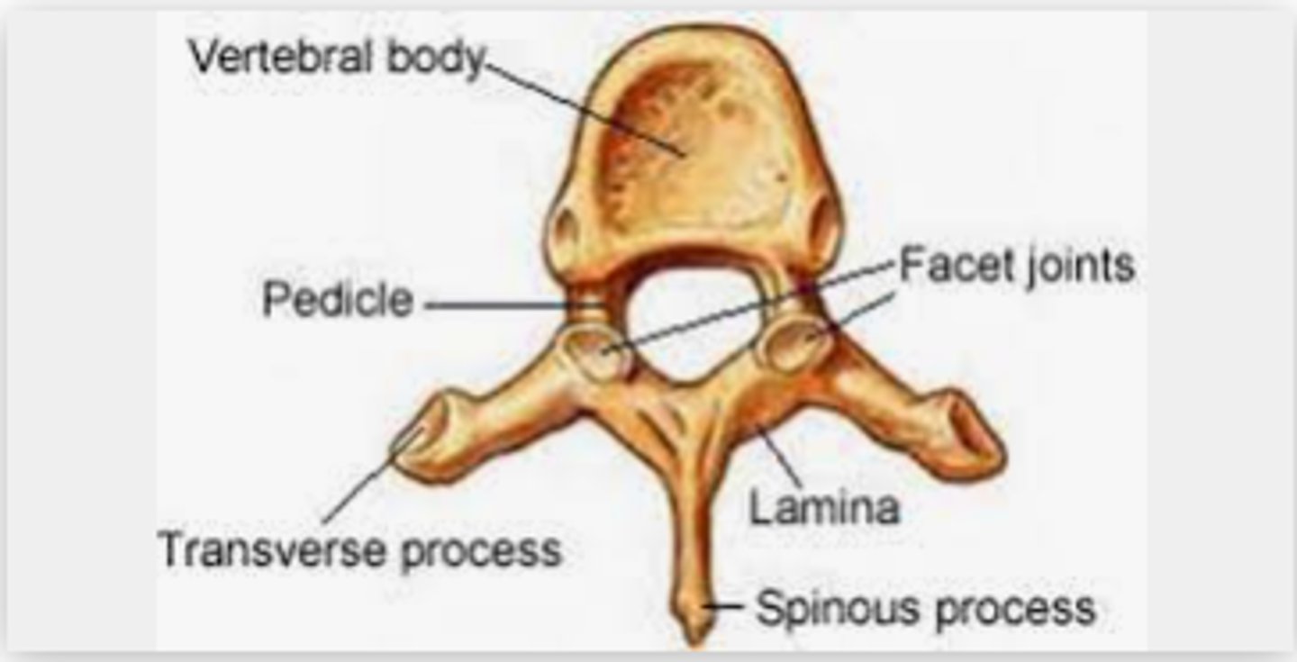 <p>the segment between the transverse process and the vertebral body</p>