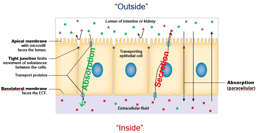 __components__:

* **apical membrane**: faces the lumen of intestine/kidney (“outside”)
* **basolateral membrane**: faces the ECF (“inside”)
* **tight junctions**: form connections between cells and limits movement of materials across cell layer

\
__processes__:

* **absorption**: movement from lumen to ECF
* **secretion**: movement from ECF to lumen

\
__types of transport__:

* **paracellular**: through tight junctions 
* **transcellular**: through epithelial cells themselves