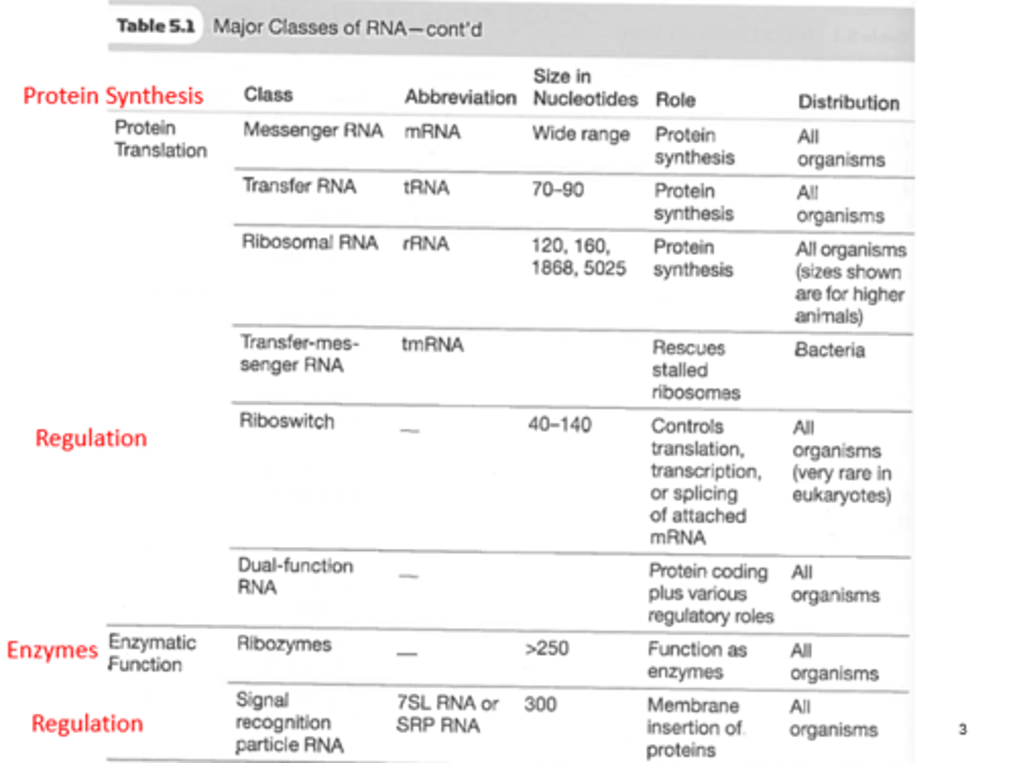 <p>Helps carry out peptide bond formation, for protein synthesis.</p><p>Present in all organisms</p>