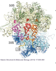 <p>Ribosome protein synthesis machinery: Large subunit&nbsp;</p><ul><li><p>(50S in prokaryotes; 60S in eukaryotes) Made of rRNA + PROTEINS and contains the PEPTIDYL-TRANSFERASE CENTER for formation of peptide bonds&nbsp;</p></li></ul><p></p>