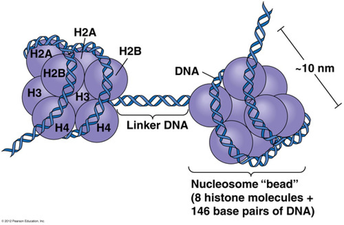 <p>H2A, H2B, H3, and H4 are the histone proteins that are part of the histone core of a nucleosome.</p>