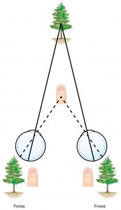 <p>Binocular cues</p>