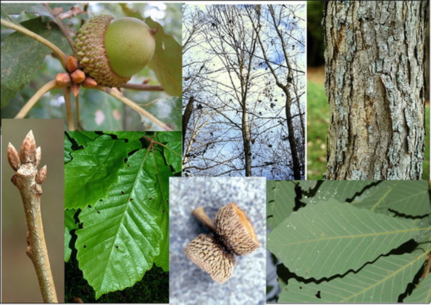 <p>simple alternate leaves, crenate margin, obovate, 4-8 inches long, dark green shiny above pale and downy below</p><p>dark brown acorn with cap covering 1/2</p><p>ashy gray bark, scaly furrows</p>