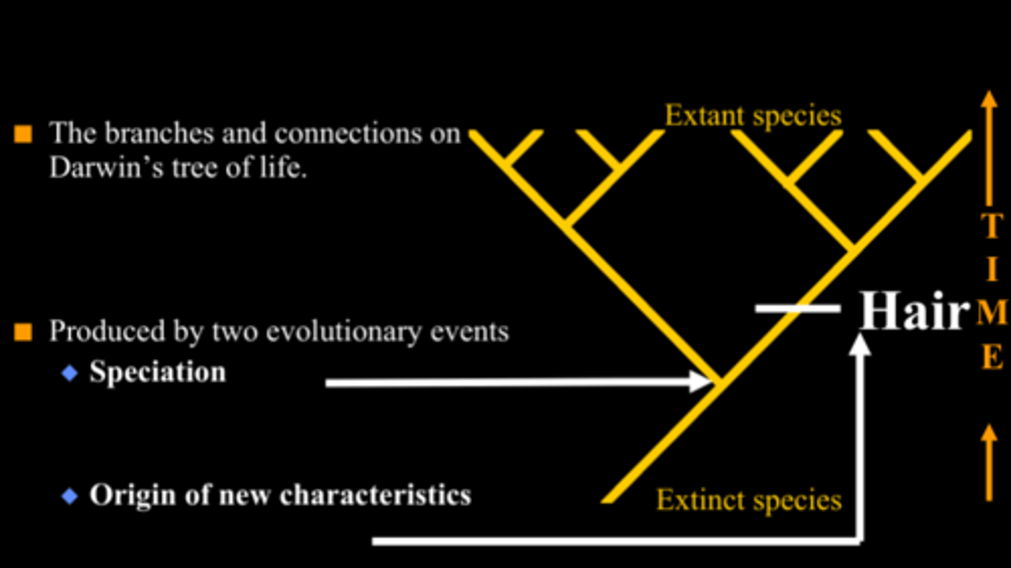 <p>Evolutionary history of a species or group of species.</p>