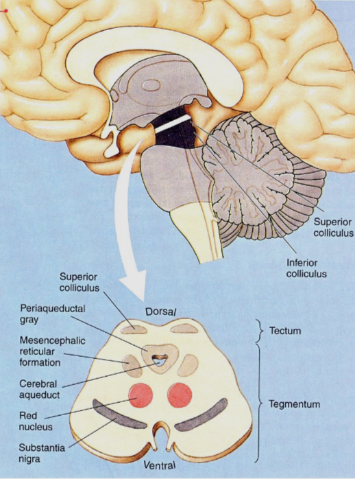 <ul><li><p>the tectum appears as two oaks of bumps on the dorsal , surface of the midbrain </p></li><li><p>The two bumps are the superior colliculi, and they are involved in orienting the animal to things in peripheral visions</p></li><li><p>The bottom two bumps are the inferior colliculli and are involved in orienting the animal to unexpected sounds</p></li></ul><p></p>
