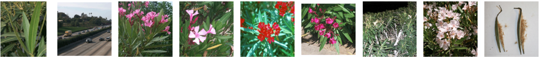 <p>Cardioactive glycosides (similar to digitoxin)</p>