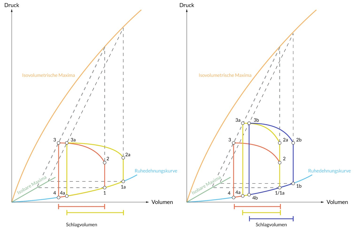 <p>A. Increased Ca²⁺ sensitivity of the myofilaments with increasing preload</p>