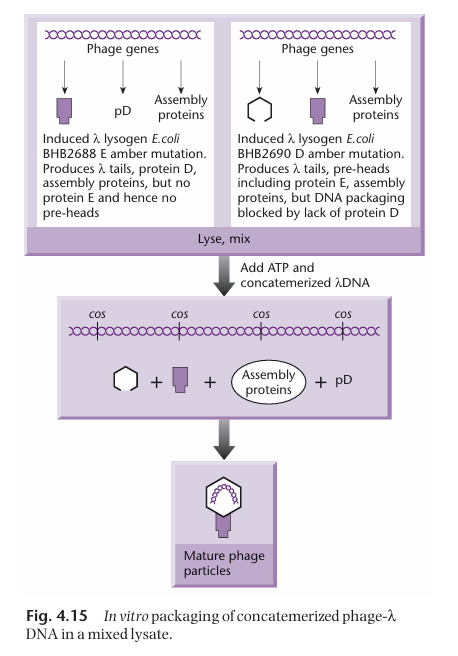 <p>Two different bacterial strains are necessary to get all the proteins necessary for the assembly of the transducing particle.</p><ol><li><p><strong><u>One of the strain has a mutated gene E</u></strong> (which normally encodes for the head precursor). As a result, it can make all the necessary packaging proteins except the ones for making the head. Thus, this strain cannot package DNA on its own.</p></li><li><p><strong><u>The other strain has a mutated D gene</u></strong>. As a result, it can make all the necessary packaging proteins except the ones encoded by gene D. Thus, this strain cannot package DNA on its own.</p></li></ol><p>However, when the two strains are put together, they produce all the necessary gene product for the assembly of the transducing particles, in which the cosmids can be packaged.</p><p></p>