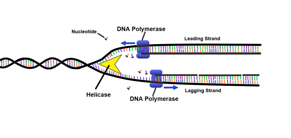 <p>It begins at the primers and moves along each separated parental DNA strand, matching bases on the strand with complimentary free nucleotides</p><p>Also helps hydrogen bond the free nucleotides together to form new DNA strands, each complimentary to one of the parental strands</p>