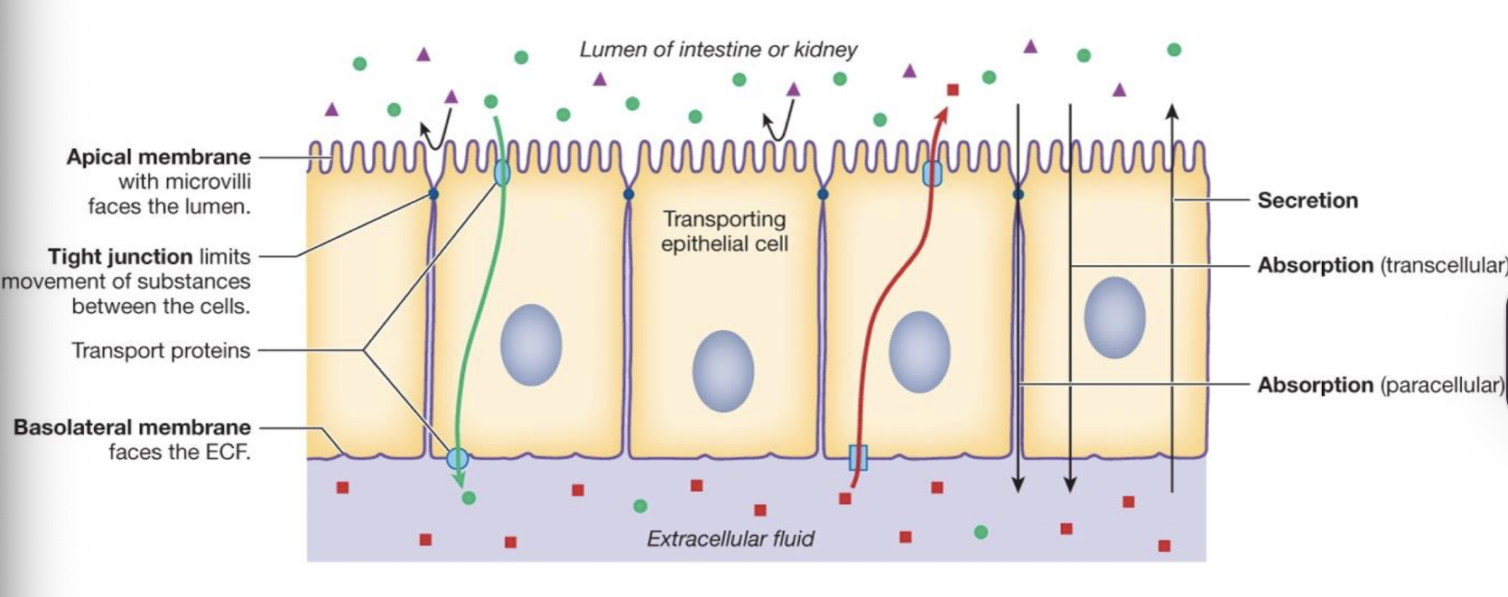 <p>transport from ECF to lumen</p>