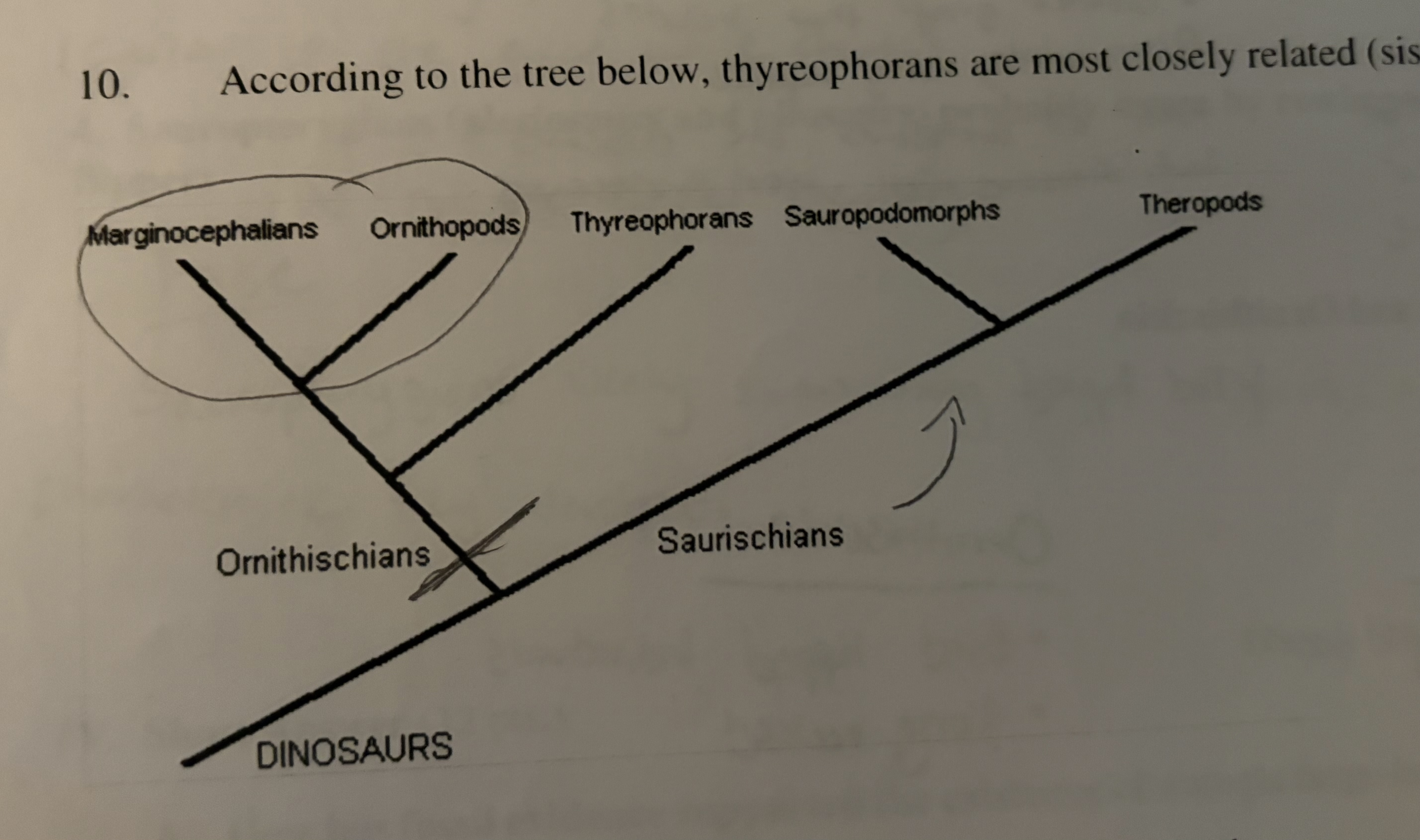 <p>According to the tree, thyreophorans are most closely related to (sister) to:</p>