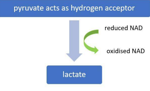 <p>only glycolysis continues</p><p>reduced NAD + pyruvate → oxidised NAD (for further glycolysis) + lactate</p>