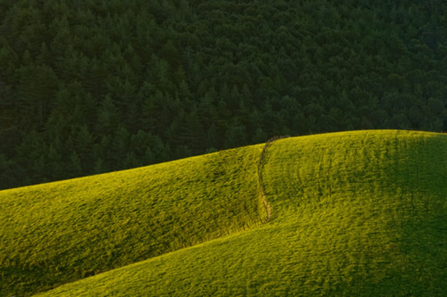 <p>la colina</p>