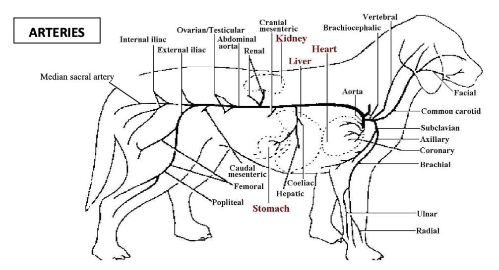 <p>the small vessel at the end of the abdominal aorta which becomes the median caudal artery to the tail</p>