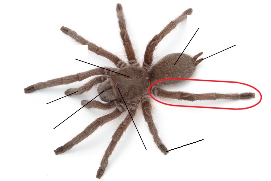 <p>Which leg is this?</p>
