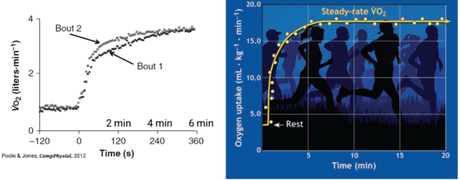 <p>Aerobic metabolic contributions are not instantaneous and Anaerobic systems must support the energy demand at the onset of exercise</p><p>Aerobic metabolic reactions provide the greatest portion of energy transfer when exercise duration exceeds 2 to 3 min.</p><ul><li><p>warmup can help you reach steady state faster </p></li></ul><p></p>