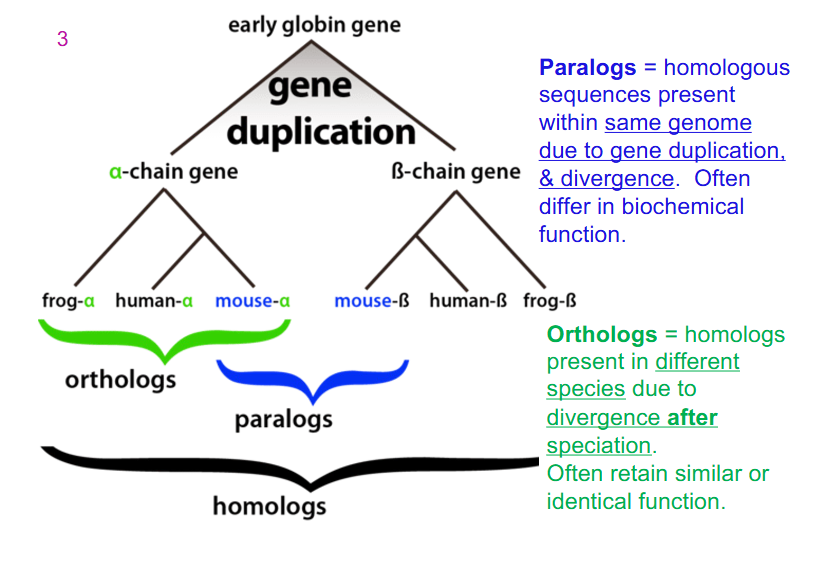 <p>Paralogs and Ortholog in example (Early Globin Gene)</p>