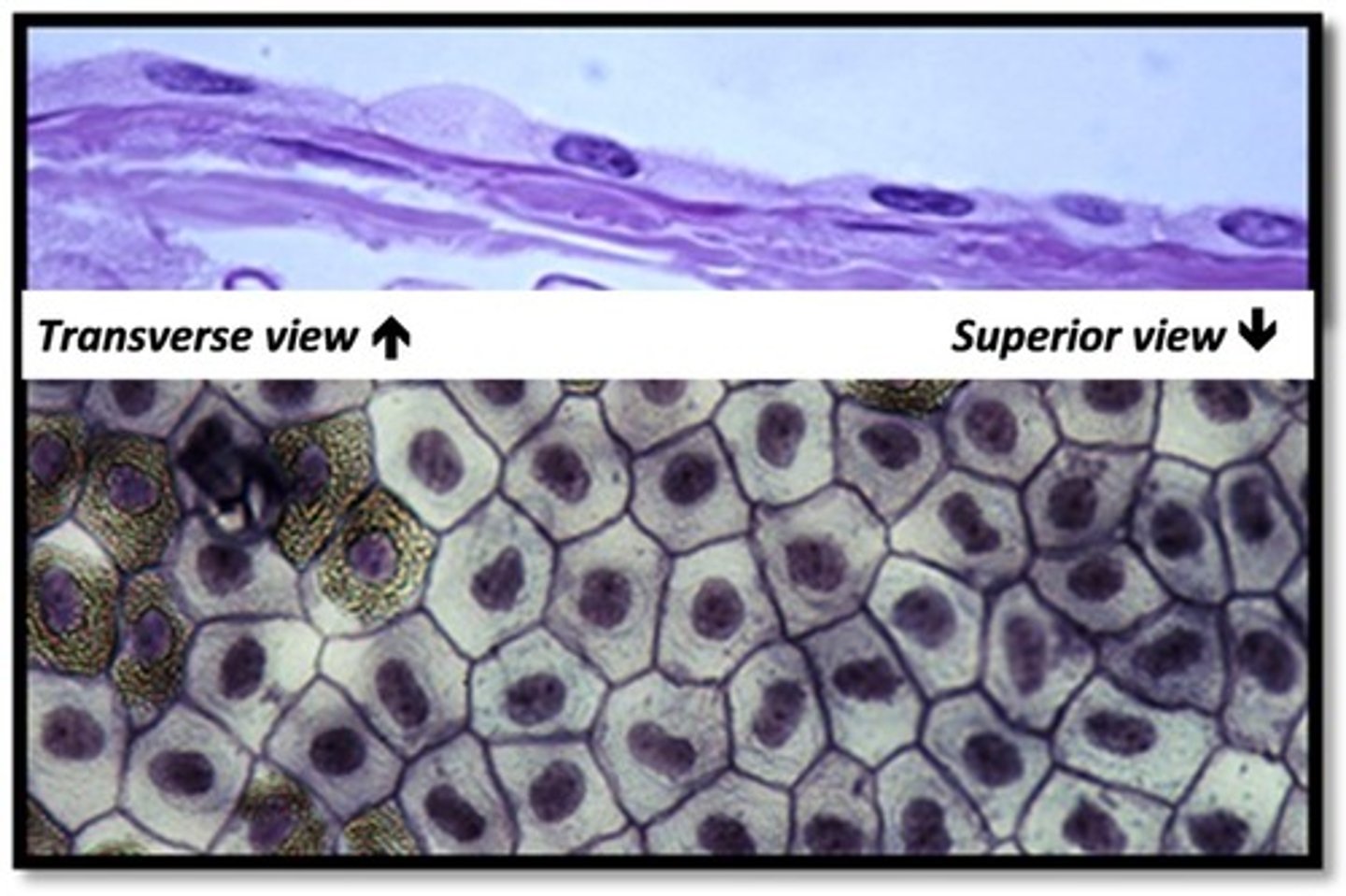 <p>Name this tissues function</p>