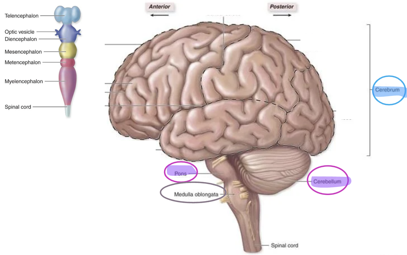 <ol><li><p><strong><u>Meten</u>cephalon</strong> → </p><ol><li><p>Pons</p></li><li><p>Cerebellum</p></li></ol></li><li><p><strong><u>Myelen</u>cephalon</strong> → </p><ol><li><p>Medulla Oblongata</p></li></ol></li><li><p><strong>spinal cord</strong></p></li></ol><p></p>