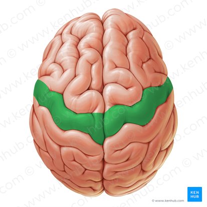 <p>The <strong><em></strong></em>__ is the region of the brain that contains the primary motor cortex, responsible for voluntary movement.</p>